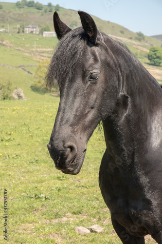 Close up of a black horse outdoors © Liz Mitchell