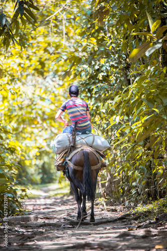 Peasant riding on a mule | Campesino montando en una mula
