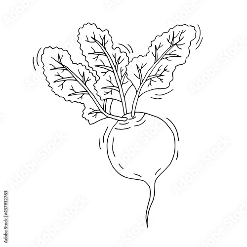 Beet. Vegetable from the garden. Healthy vegetarian food. The main ingredient in borscht. Vitamins. Vector. Doodle. Freehand illustration. Silhouette. Black and white outline. Coloring.