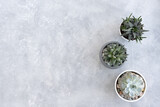 Different types of succulents, haworthia and echeveria in modern pots on a gray concrete background. Home gardening concept. Top view, flat lay.