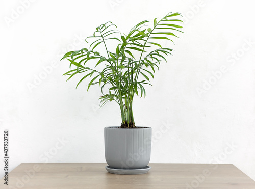 Decorative hamedorea or Areca palm in a modern flower pot on a wooden table against a white wall background. Home Gardening concept. photo