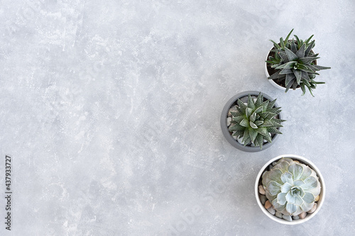 Different types of succulents, haworthia and echeveria in modern pots on a gray concrete background. Home gardening concept. Top view, flat lay. photo