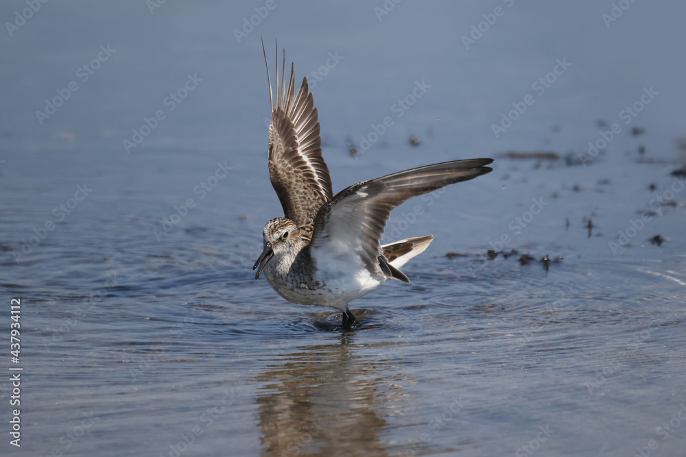 Semi palmated sandpipers fighting over best feeding spots at lake. Very aggressive flying scratching and pecking each other, on beautiful sunny day the beach Semi palmated sandpipers fighting over best feeding spots at lake. Very aggressive flying scratching and pecking each other, on beautiful sunny day the beach