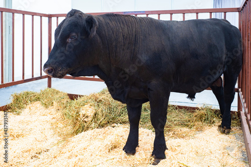 Adult bull of Aberdeen Angus breed. Adult black bull stands in corral. Concept - breeding of cows. Valliere for keeping cows. Agriculture. Breeding cattle. Sale of cows Aberdeen Angus. photo