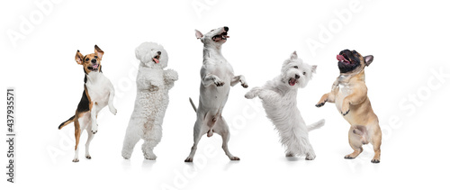 Art collage made of funny dogs different breeds posing isolated over white studio background.