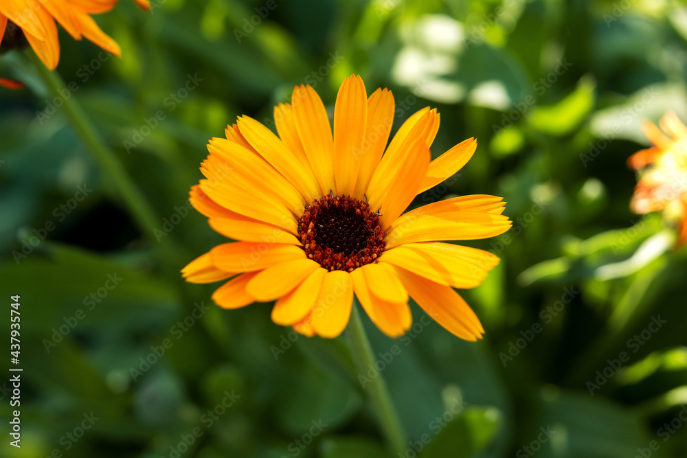 Yellow medical calendula flower close-up on a blurred background of green leaves. Yellow medical calendula flower close-up on a blurred background of green leaves.