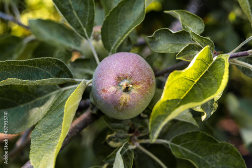 Organic green apple on a tree branch. Blurred background.