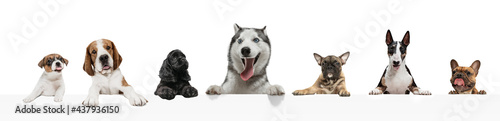Art collage made of funny dogs different breeds posing isolated over white studio background.