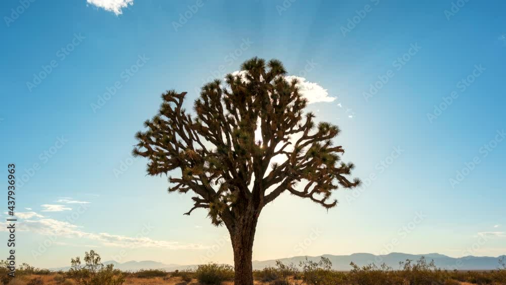 The sun sets in golden glory beyond a Joshua tree and the rugged mountains of the Mojave Desert - static time lapse