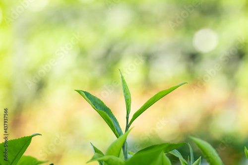 Close-up fresh tea leaves in plantation © SHUTTER DIN