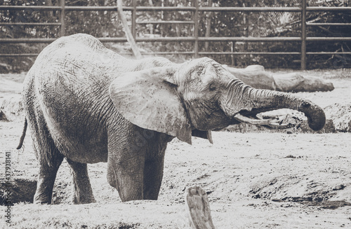 Verspielter kleiner Elefant mit großem Rüssel im Serengeti Tierpark - Nahaufnahme des zahmen Dickhäuters in schönem schwarzweiss monochrom Style Poster photo