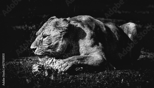 Poster vom König des Dschungels bei der Futtersuche in surrealem monochrom schwarz weiss - Tierpark in Hodenhagen wo ein prachtvoller Löwe seine Beute zerkaut - Stylisch cool photo