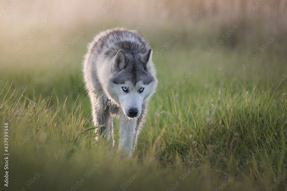 wolf in the grass