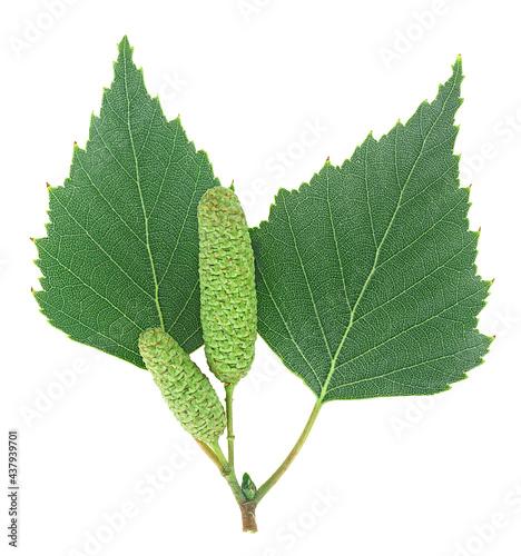 Two leaves of the silver birch and catkin isolated on a white background, top view.