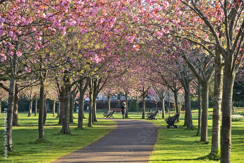 Beautiful spring view of blooming pink cherry  Prunus Shogetsu Oku Miyako  trees almost empty alley and walking path during COVID-19 lockdown  Herbert Park  Dublin  Ireland. Soft and selective focus