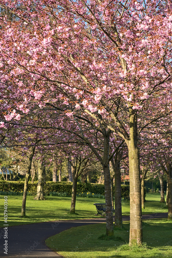 Beautiful spring view of blooming pink cherry (Prunus Shogetsu Oku Miyako) trees empty alley and walking path during COVID-19 lockdown, in Herbert Park, Dublin, Ireland. Soft and selective focus