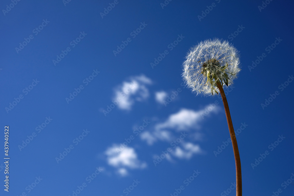 A white fluffy dandelion on blue sky. A round head of a summer plant. The concept of freedom, dreams of the future