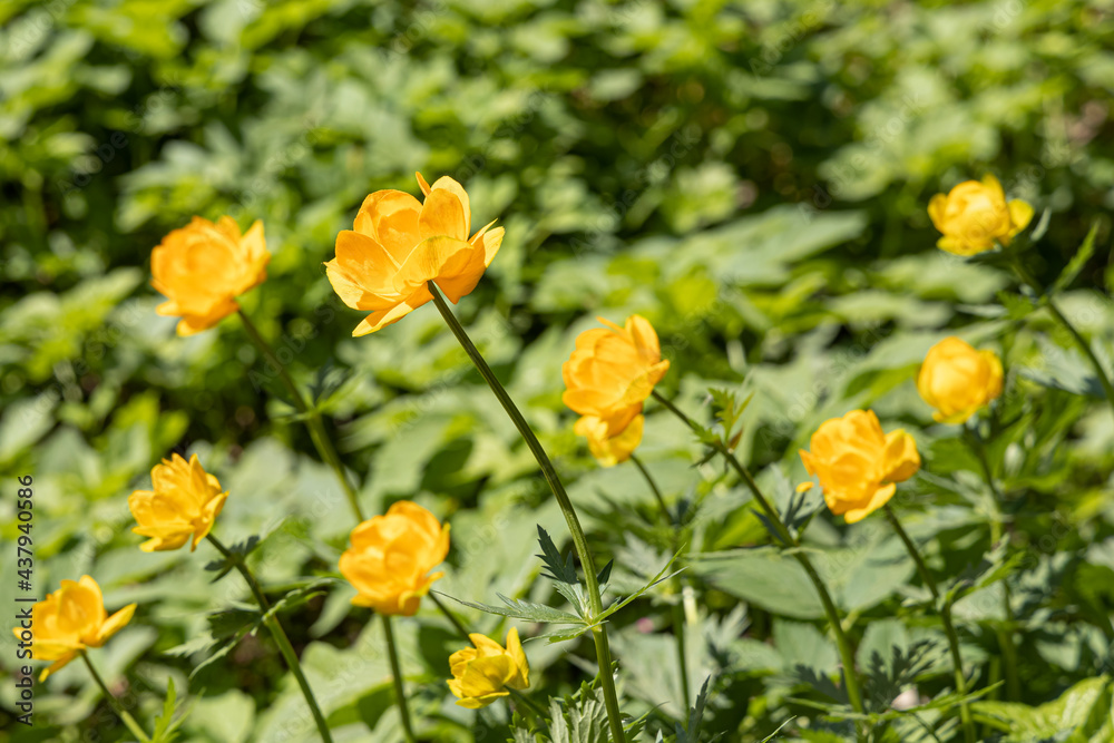 A group of yellow Trollius flowers with green leaves is in the summer forest A group of yellow Trollius flowers with green leaves is in the summer forest