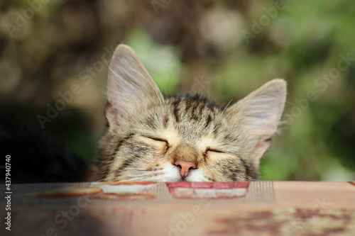 cat playing in the garden