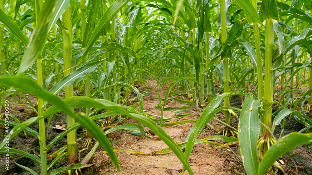 The ground corn plants are not covered with grass, which makes the corn grow well. The ground corn plants are not covered with grass, which makes the corn grow well.