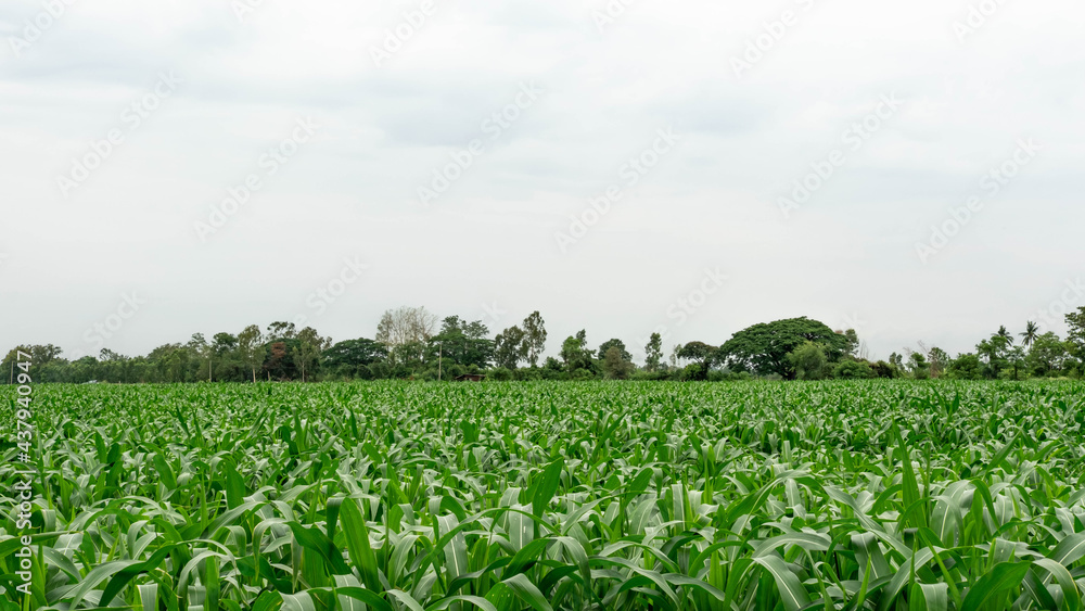 growing green corn