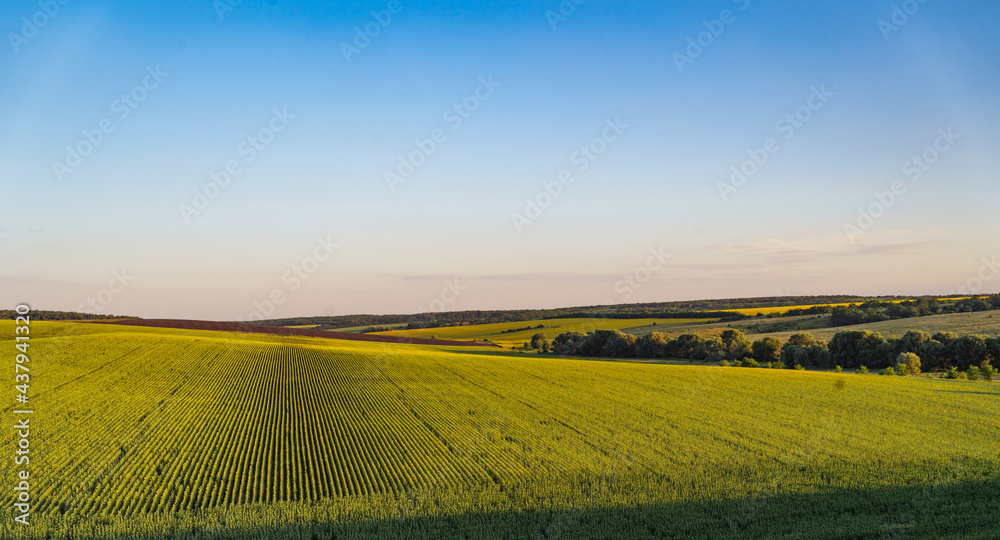 Field with sunflowers. An endless field with the same flowers of a sub-tree, a summer landscape. Harvesting concept.Panoramic view, banner.