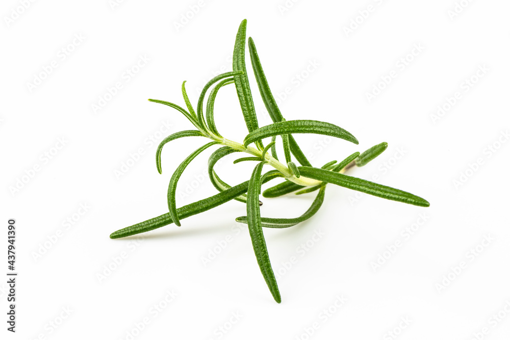Rosemary branch isolated on white background. Rosemary branch isolated on white background.