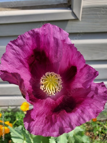 purple and yellow flowers