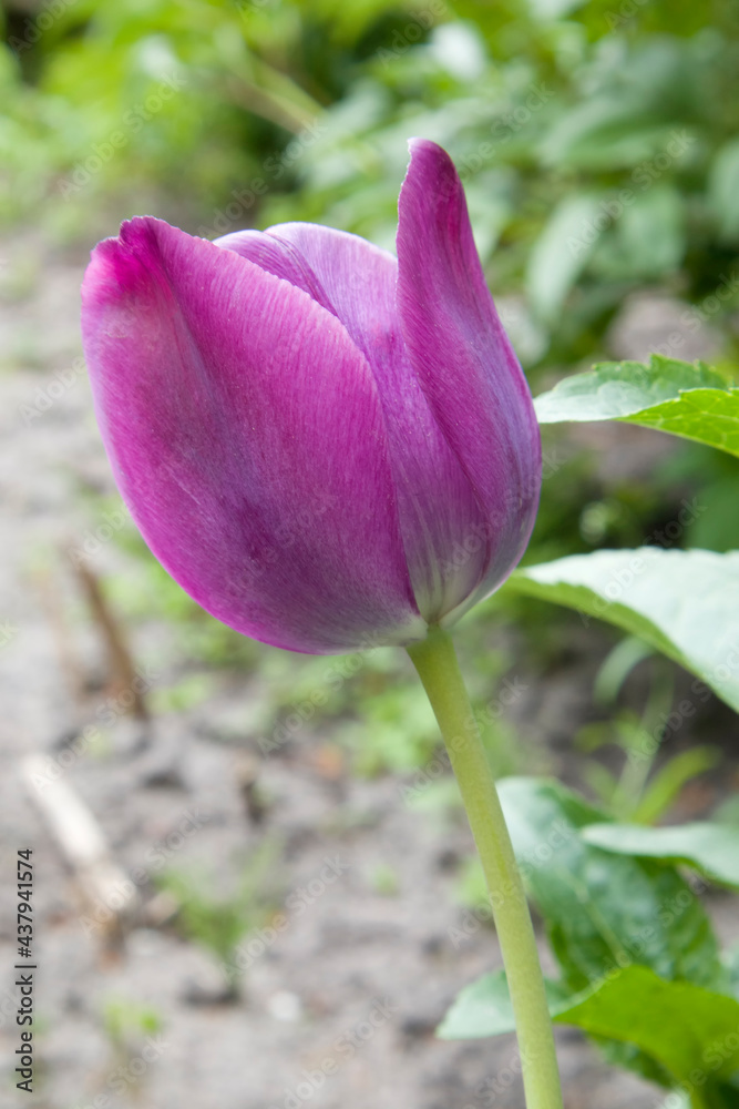 Bright purple tulip in a sunny meadow with blurry background Bright purple tulip in a sunny meadow with blurry background