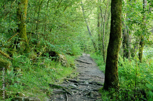 Footpath in green forest