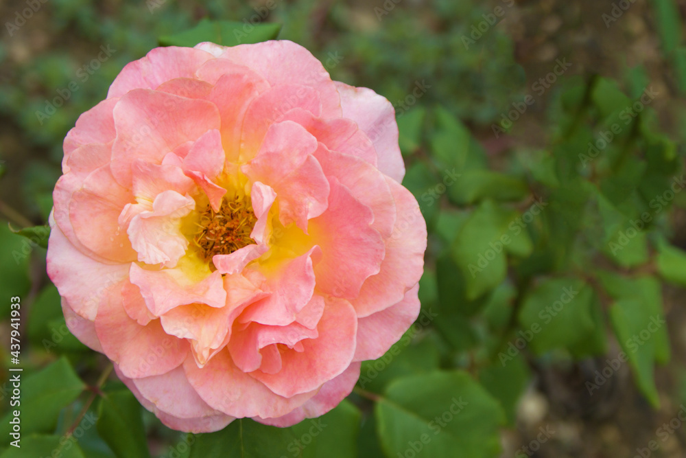 On the left, a garden rose close-up against a background of green leaves. The petals are soft pink. In the middle of the flower bud there are stamens with pollen. The background is blurred.