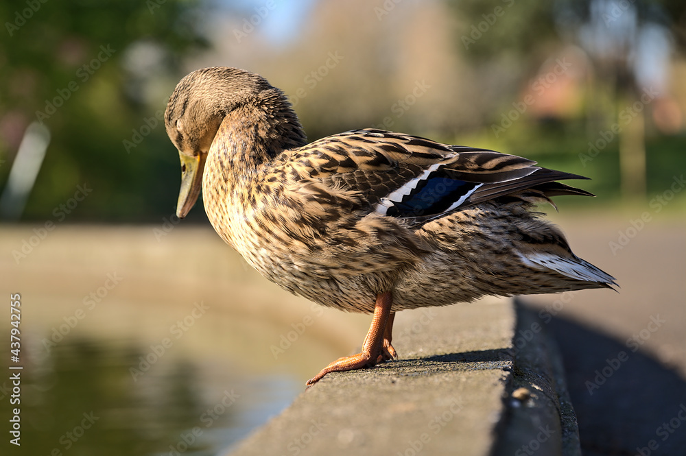 Fototapeta premium Beautiful closeup view of peaceful resting mommy duck (Mallard) with reflection in pond water in Herbert Park, Dublin, Ireland. Soft and selective focus. Vibrant bright colors