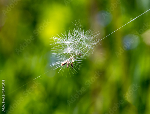 dandelion seeds caught on spider web on green background 