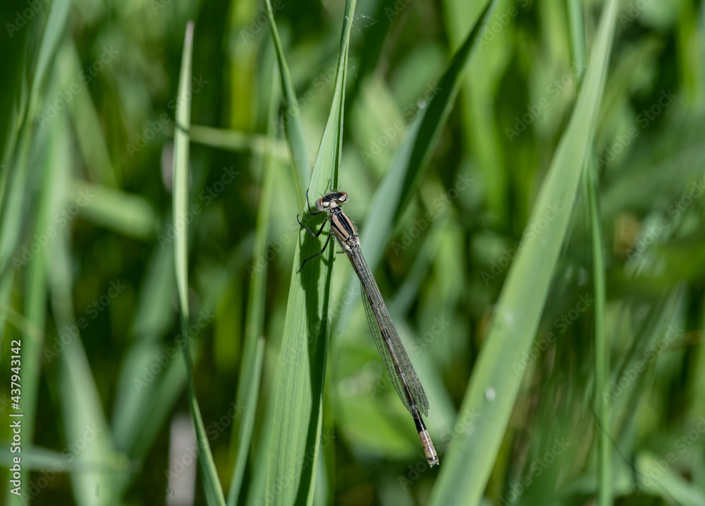 Fototapeta premium close-up shooting of beautiful playful dragonflies in the meadow during mating games 