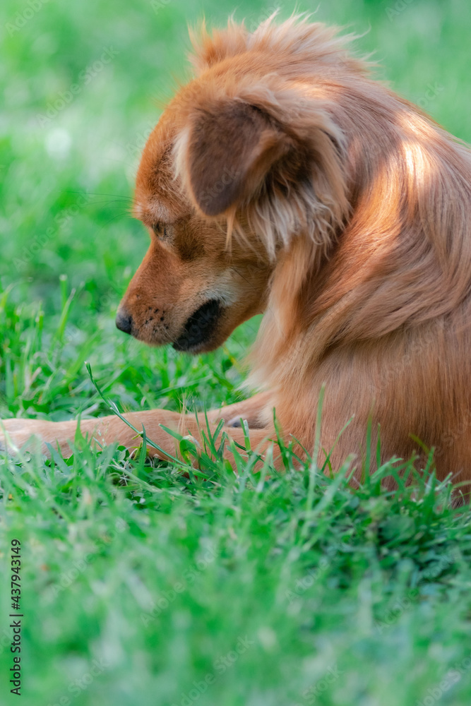 Una cagnolina che guarda incuriosita tra l'erba del prato.