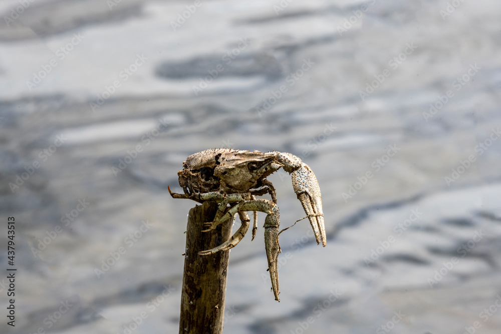 crayfish skeleton with claws on the background of water crayfish skeleton with claws on the background of water
