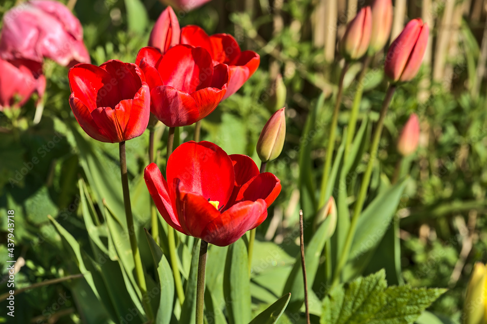 Beautiful closeup view of spring red tulip flowers on green blurred background in Herbert Park, Dublin, Ireland. Soft and selective focus. High resolution macro