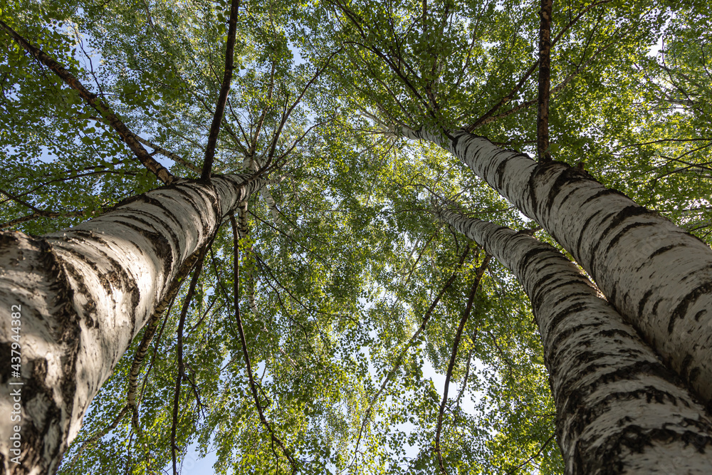 Fototapeta premium Group of white birches with green fresh leaves and buds are on a blurred background in a park in spring