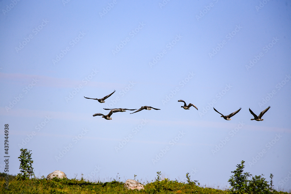 Greylag goose in ,Helgeland,Nordland county,Norway,scandinavia,Europe Greylag goose in ,Helgeland,Nordland county,Norway,scandinavia,Europe