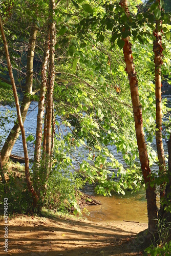 Trees at Riverside