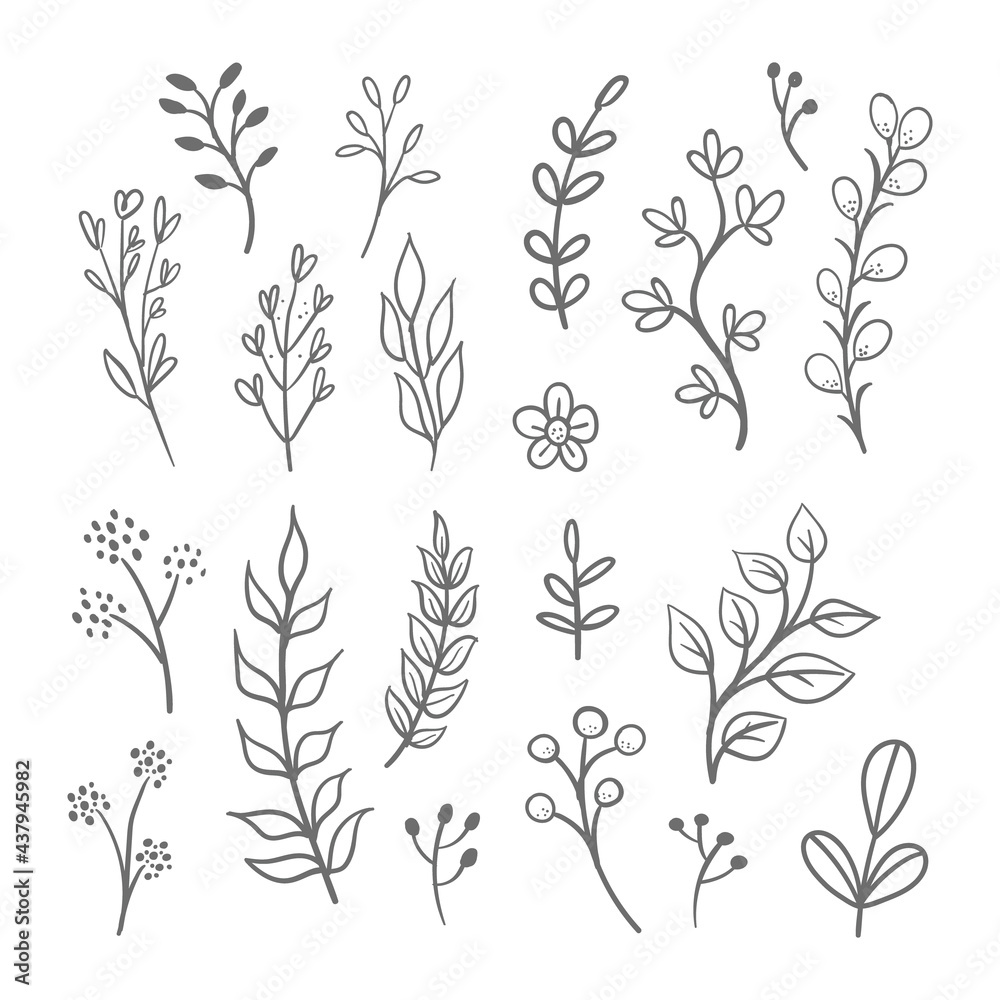 Fototapeta Floral graphic elements vector set. Flowers and plants hand drawn illustrations. Leaves and branches.