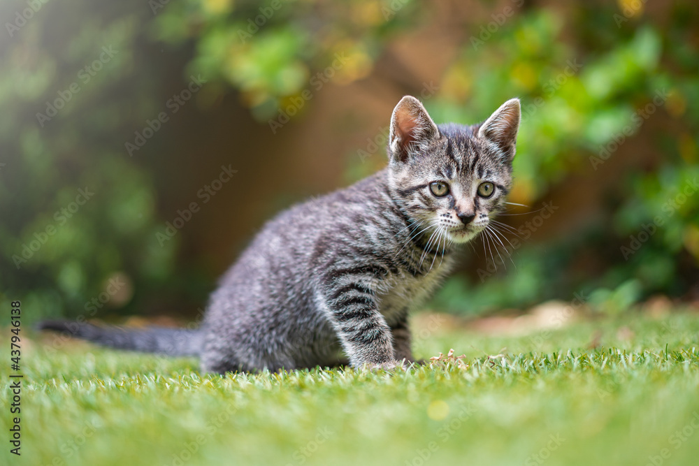 Young little grey stripped cat seated in the garden