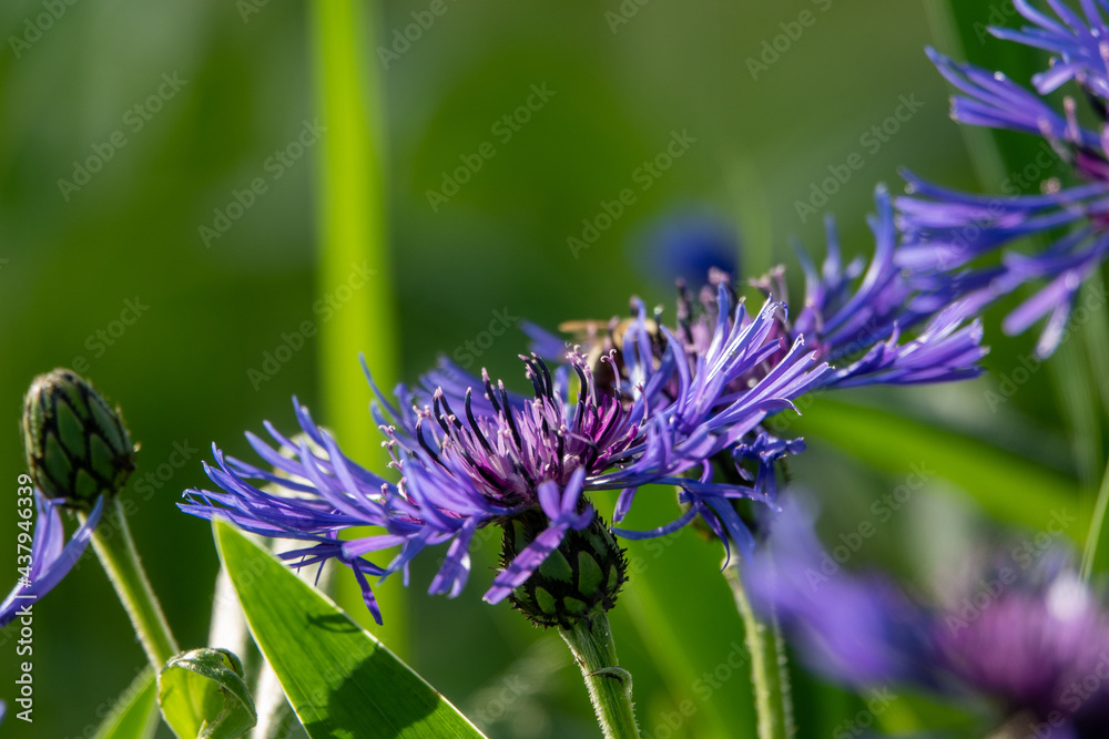 Blue flowers of cornflowers, rustic bouquet picked in summer located on green background Blue flowers of cornflowers, rustic bouquet picked in summer located on green background