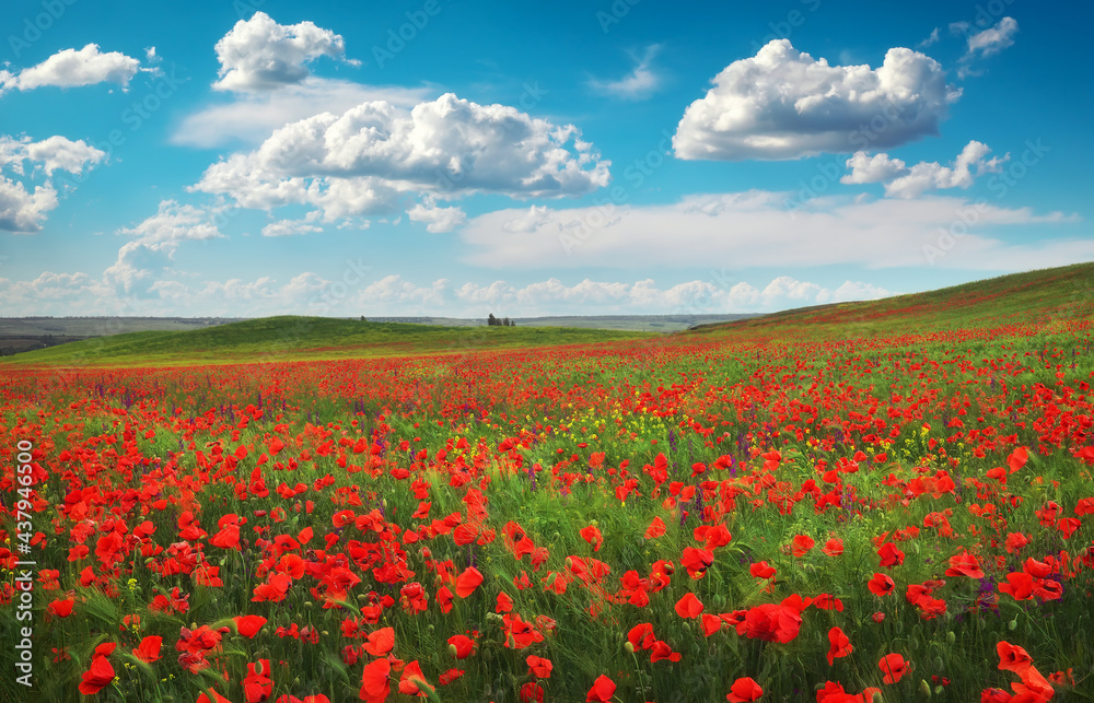 Amazing floral landscape and cloudy blue sky. Blooming red poppy. Natural beauty and excellent colorful design background.