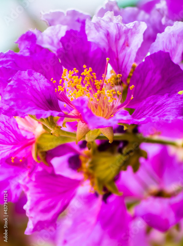 Violet Lagerstroemia floribunda flower in garden. © moccabunny