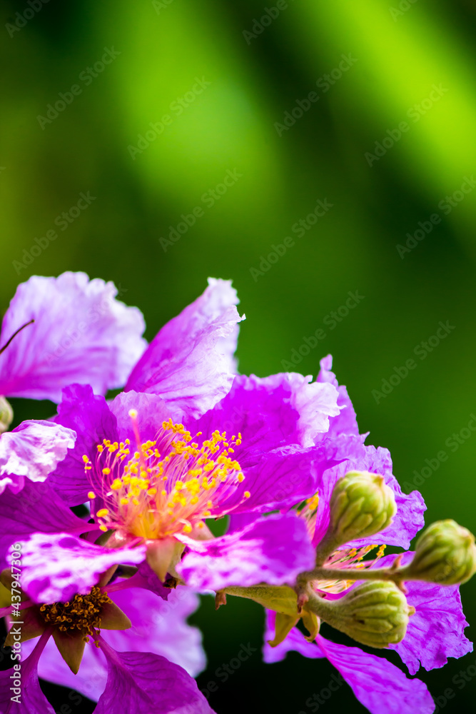 Close up Violet Lagerstroemia floribunda flower in home garden on summer. Close up Violet Lagerstroemia floribunda flower in home garden on summer.