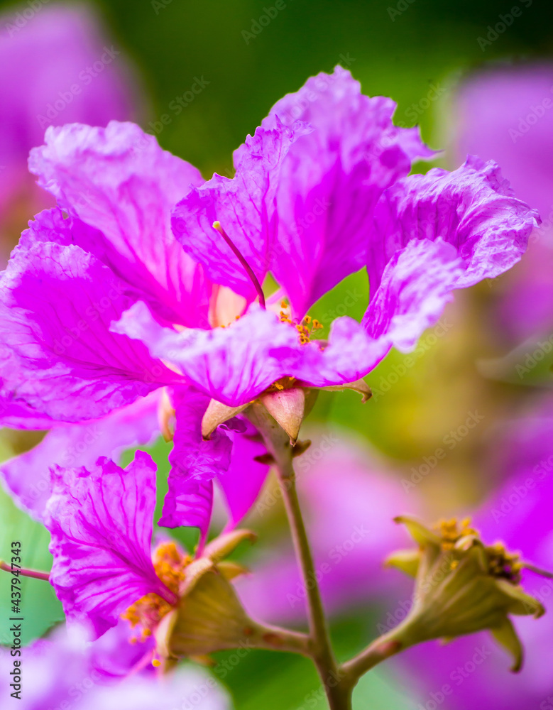 Close up Violet Lagerstroemia floribunda flower in home garden on summer. Close up Violet Lagerstroemia floribunda flower in home garden on summer.
