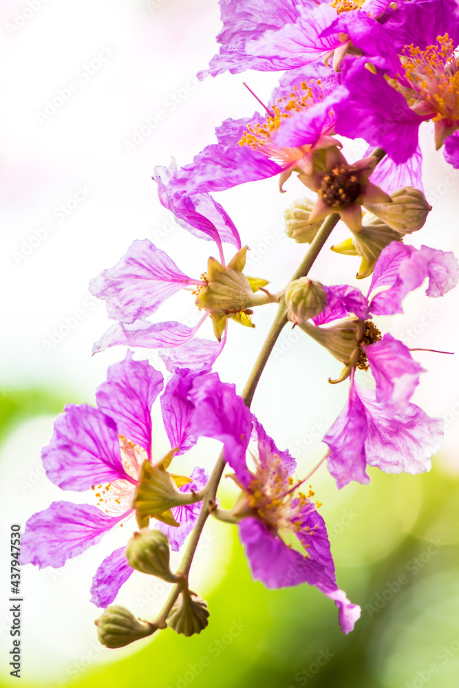 Obraz premium Close up Violet Lagerstroemia floribunda flower in home garden on summer.