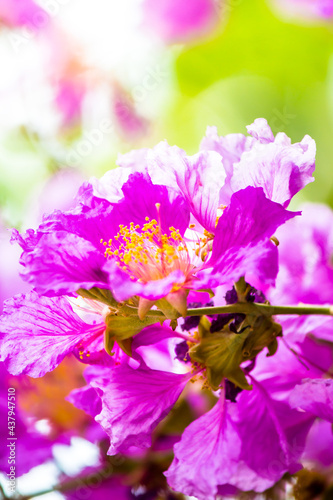 Close up Violet Lagerstroemia floribunda flower in home garden on summer. © moccabunny