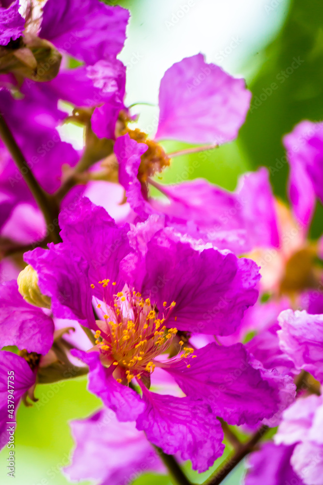 Close up Violet Lagerstroemia floribunda flower in home garden on summer. Close up Violet Lagerstroemia floribunda flower in home garden on summer.